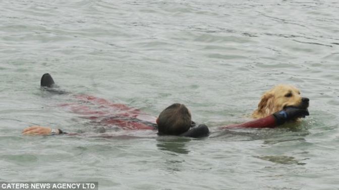 Have you actually seen or heard of an animal saving someone's life?