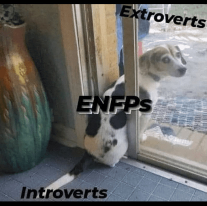 Memes About ENFPs