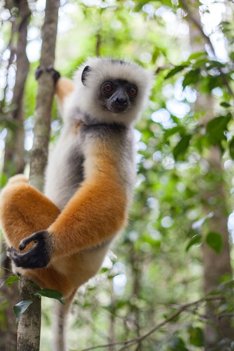 Mister Diadema Sifaka