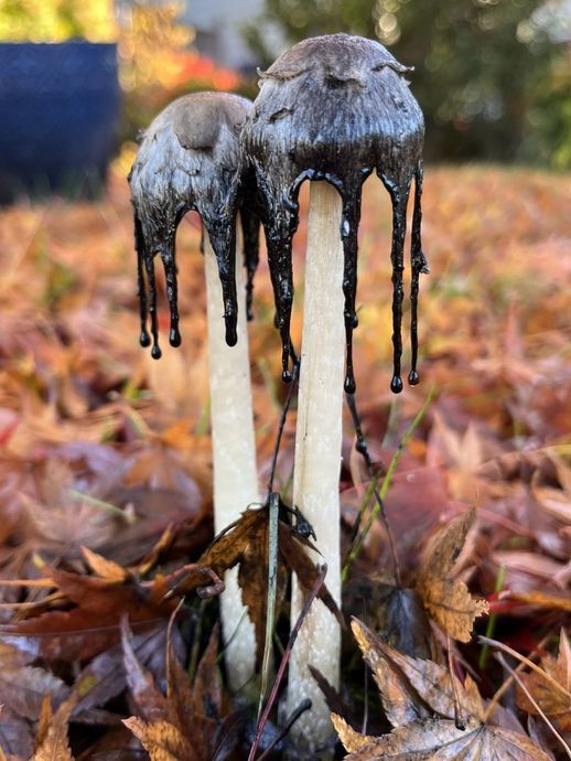 A mushroom that stopped the israelites from getting intoxicated