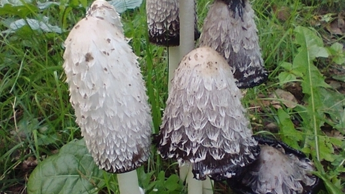 A mushroom that stopped the israelites from getting intoxicated
