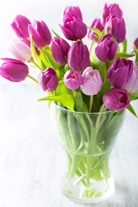 Spring into bloom: 5 plants to freshen up your home
