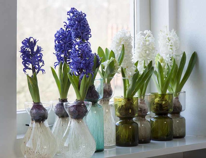 Spring into bloom: 5 plants to freshen up your home