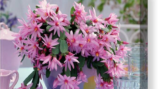 Spring into bloom: 5 plants to freshen up your home