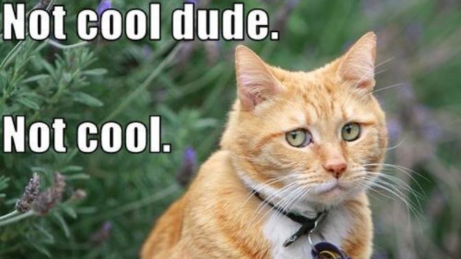 Cat Prank Gone Wrong - I Would KILL Someone if They Did This to Me!