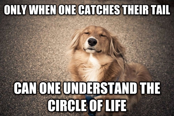 Or if you can be this dog, thats fine too.