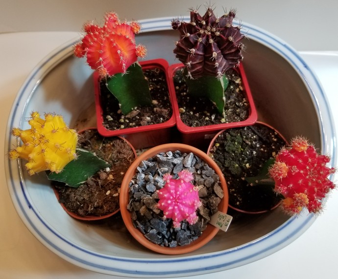 How to care for colorful grafted cactus