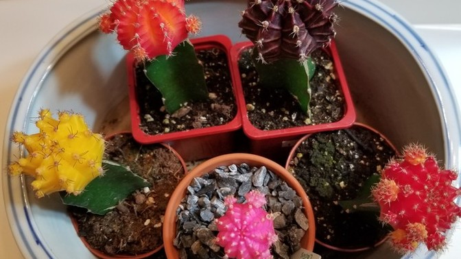 How to care for colorful grafted cactus