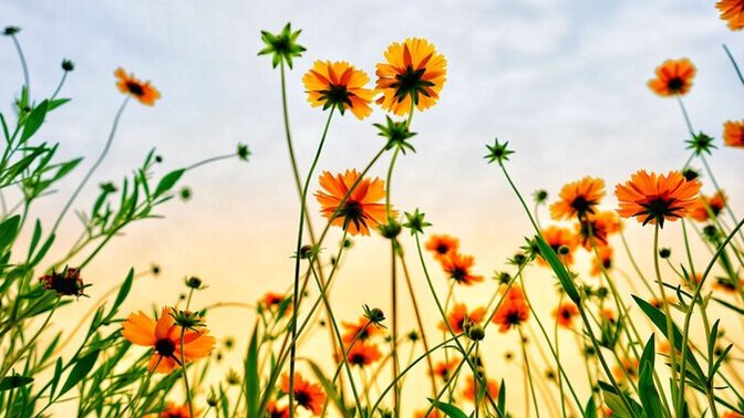 My Wyldeflower ( A poem about creativity)