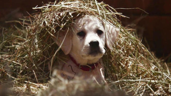 Top Super Bowl 2015 Commercials