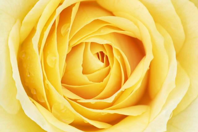 The Colors of Love & Their Meaning