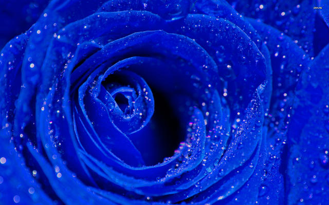 The Colors of Love & Their Meaning