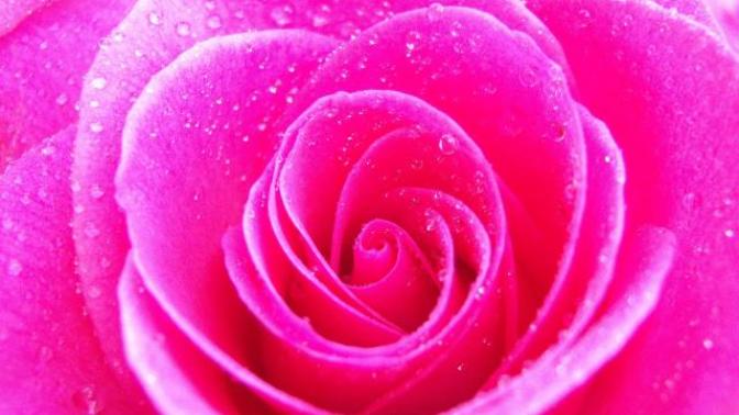 The Colors of Love & Their Meaning