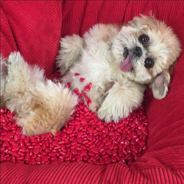 Meet Instafamous "Marnie The Dog!"