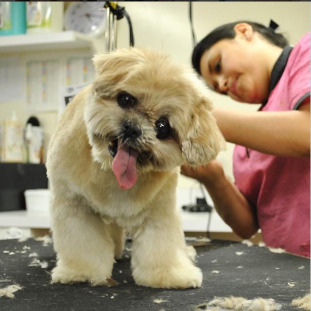 Meet Instafamous "Marnie The Dog!"