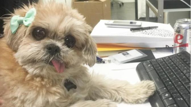 Meet Instafamous "Marnie The Dog!"