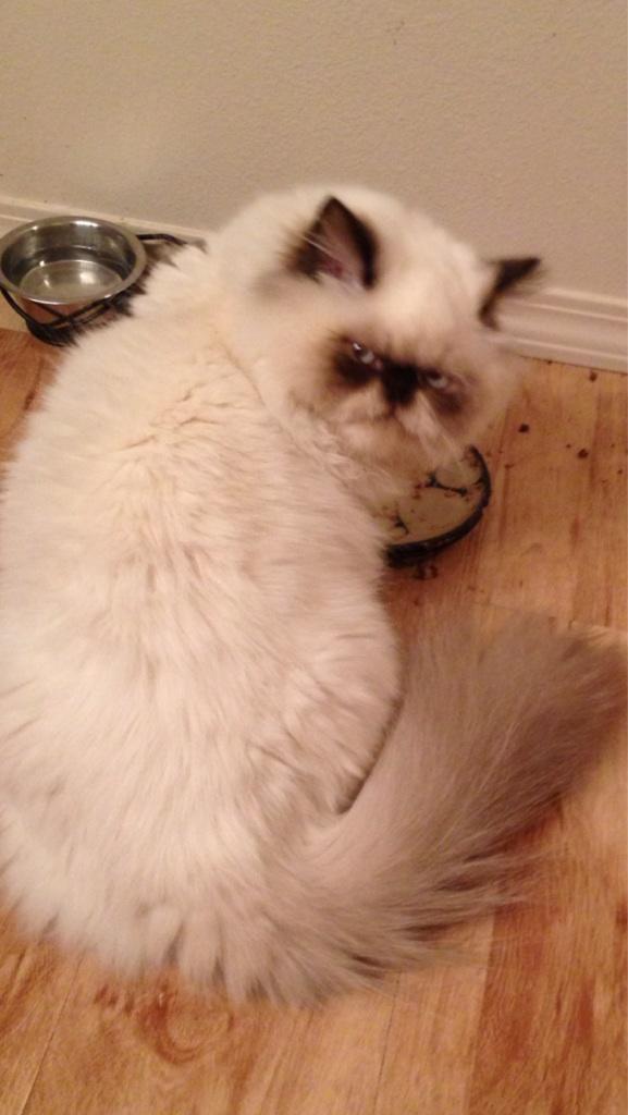 5 Cats Who Are Grumpier Than Grumpy Cat