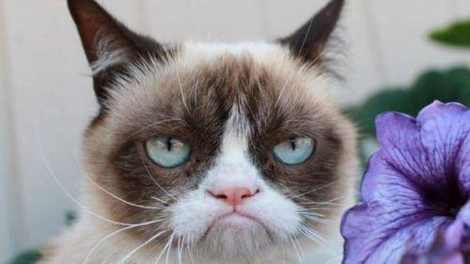 5 Cats Who Are Grumpier Than Grumpy Cat