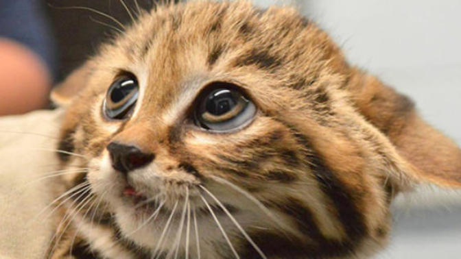 Life difficult as a human? Try being an animal