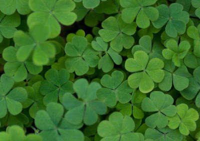 Facts about St. Patrick's Day