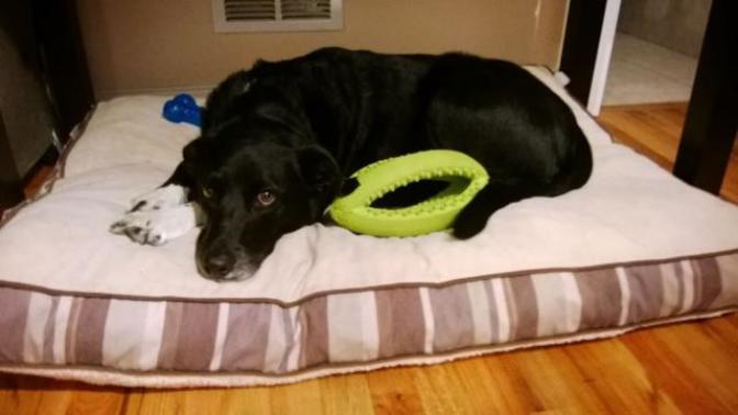 The 6 main reasons you should adopt, not shop, for a pet