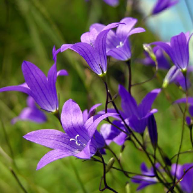 Flowers and their Meanings