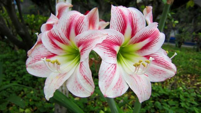 Flowers and their Meanings