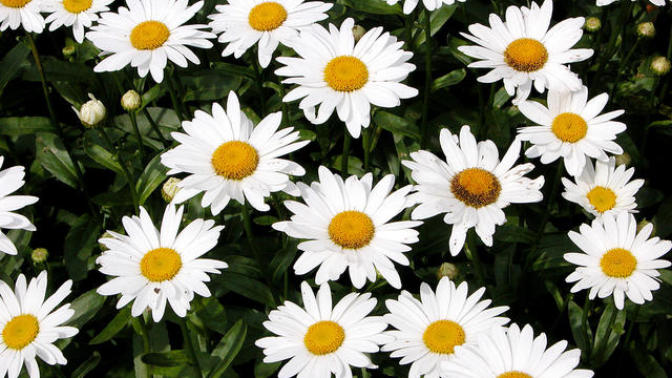 Flowers and their Meanings