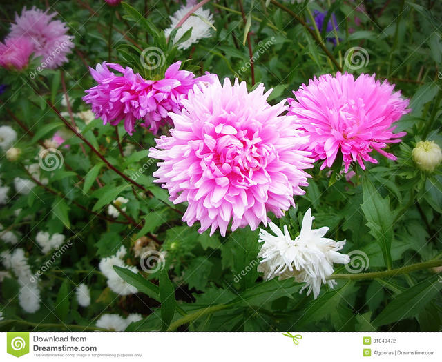 Flowers and their Meaning - Part II