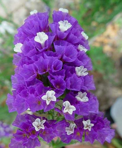 Flowers and their Meaning - Part II