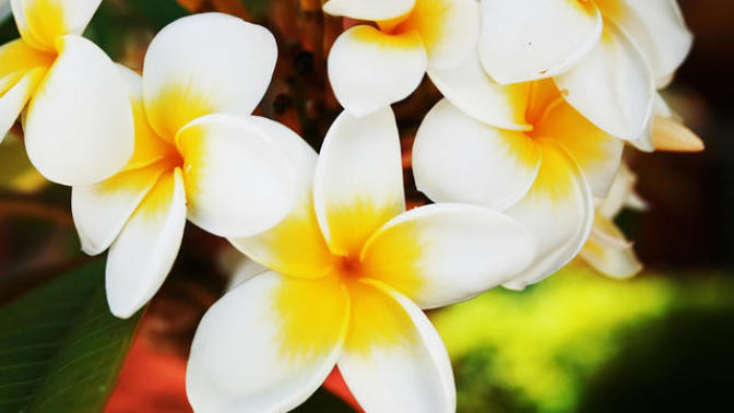 Flowers and their Meaning - Part II