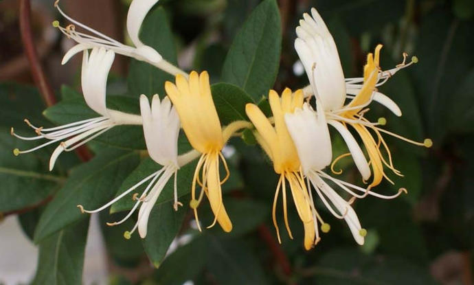 Edible Flowers Part 2