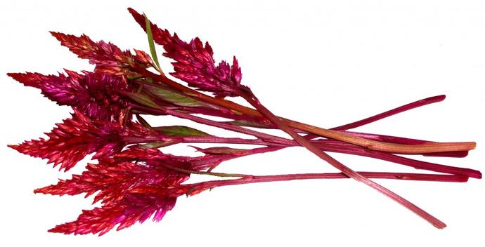 Edible Flowers Part 2