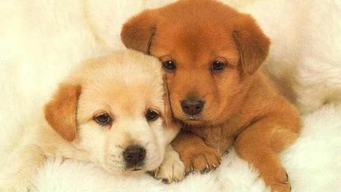 A Message to Animal Lovers