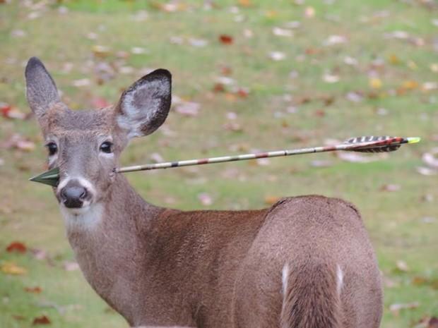 Have you ever tried venison or deer meat?