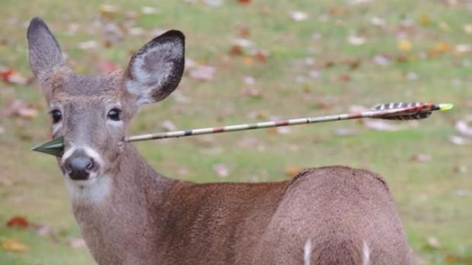 Have you ever tried venison or deer meat?