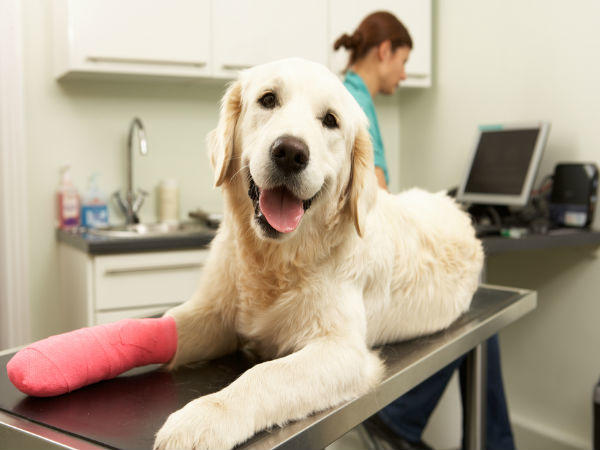 Have you ever taken care of an injured animal which was not your own pet?