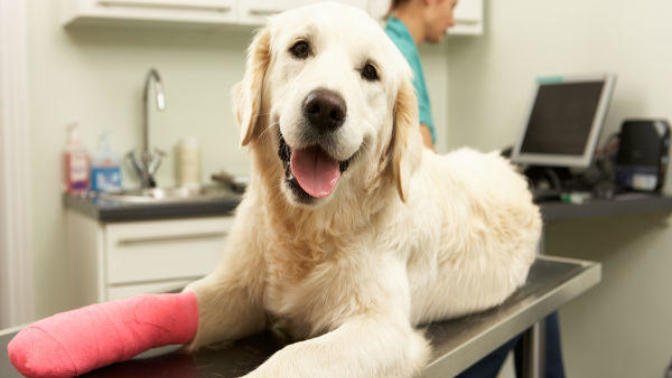 Have you ever taken care of an injured animal which was not your own pet?