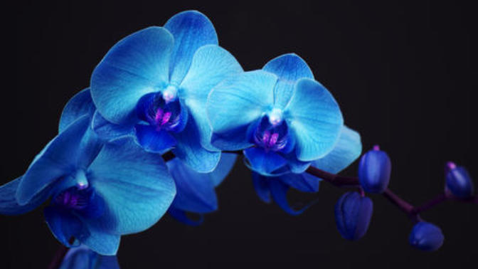 Girls, what are your favorite flowers?