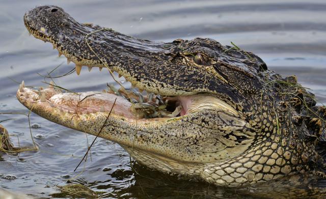 Which of the following wild animals would you rather get bit by?