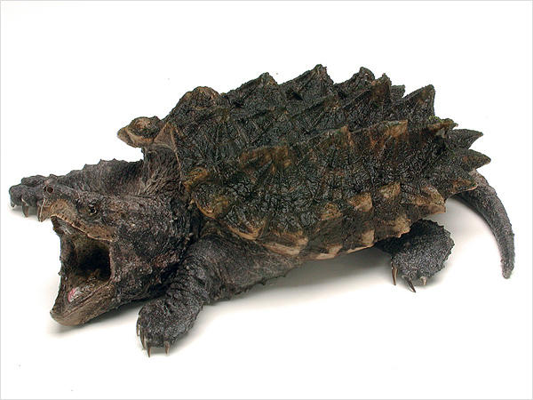 Which of the following wild animals would you rather get bit by?