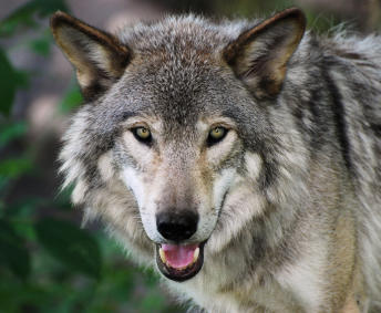 Which of the following wild animals would you rather get bit by?