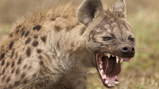 Which of the following wild animals would you rather get bit by?