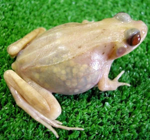Do female frogs and toads get periods?