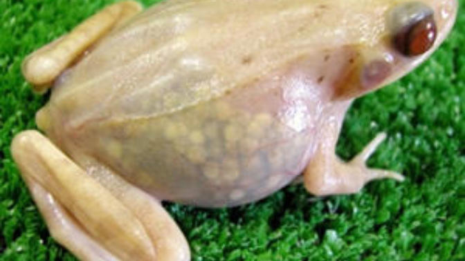 Do female frogs and toads get periods?
