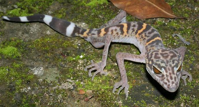 Why do reptiles usually look evil?