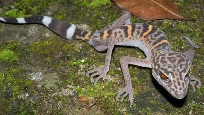Why do reptiles usually look evil?