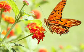 Name 3 things in nature you find most beautiful?