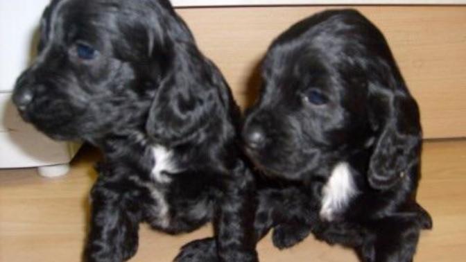 Could you help me with ideas for puppies' names?