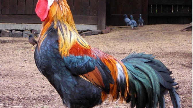 Can you please rate my cock?